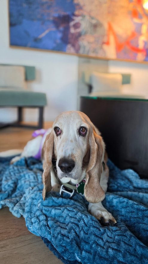 Holly, a basset hound