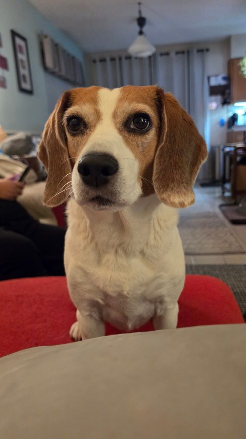 Opie, a beagle